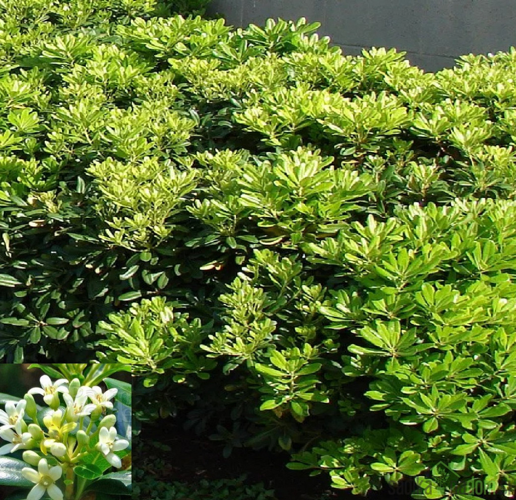 Pitosporum tobira Nana -LEPLJIVEC