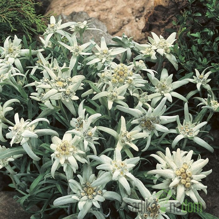 Planika (Leontopodium Alpinum)