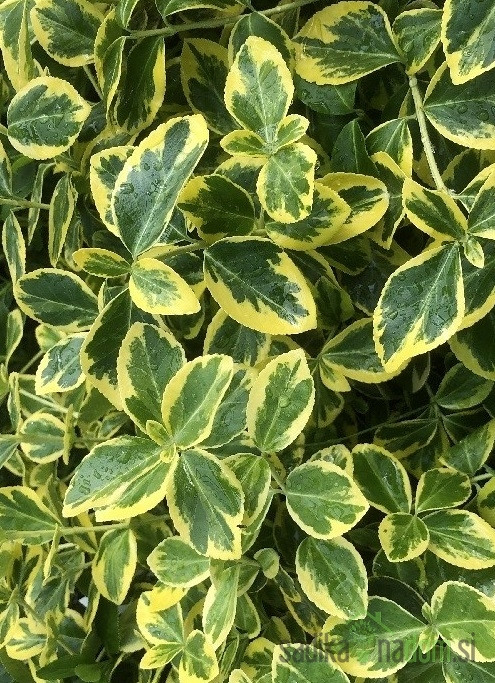 Plazeča trdoleska Canadale Gold (Euonymus fortunei)