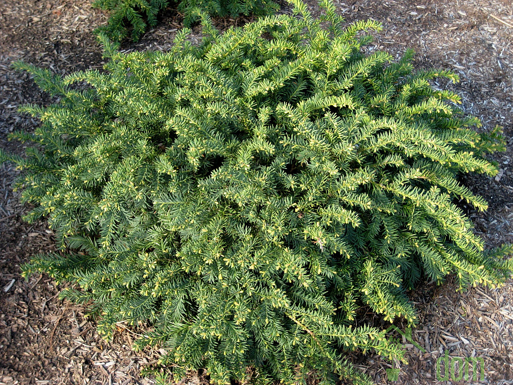 Tisa pokrovna (Taxus Baccata Repandens)