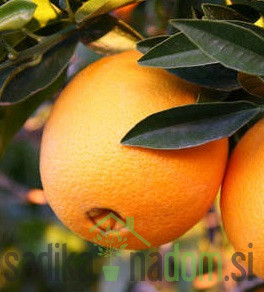 Pomaranča Washington Foyos