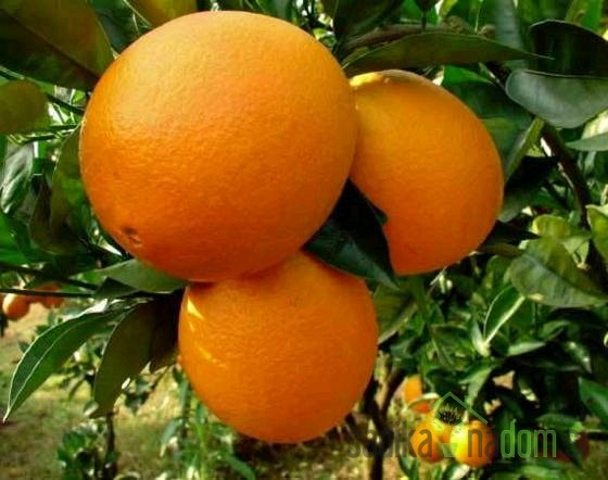 Pomaranča Washington Navel