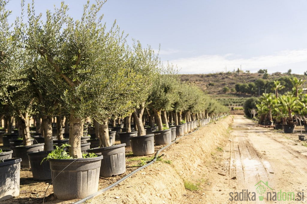 Oljka Portugal Branched (100let)