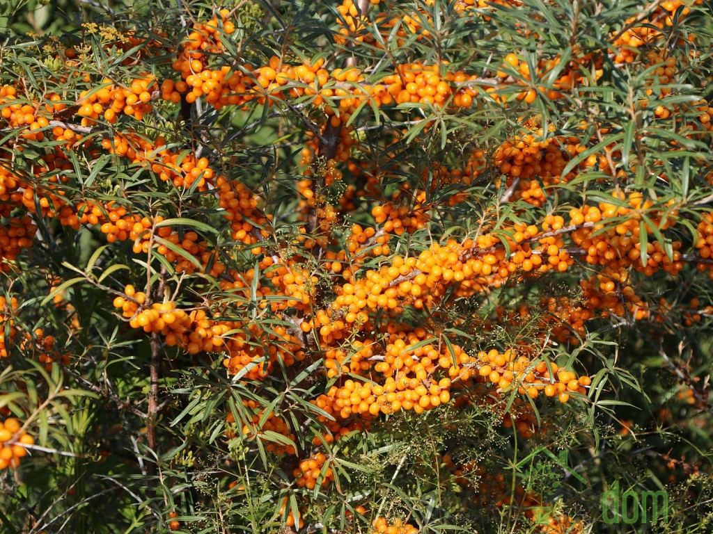 Rakitovec Friesdorfer Orange / Solo (Hippophae rhamnoides) - SAMOOPLODEN