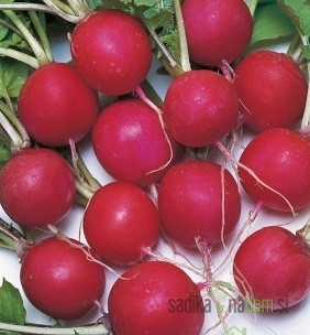 Seme Redkvica Saxa (na traku)