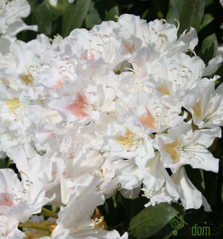 Rododendron Cunninghams White (Rhododendron hybridium)