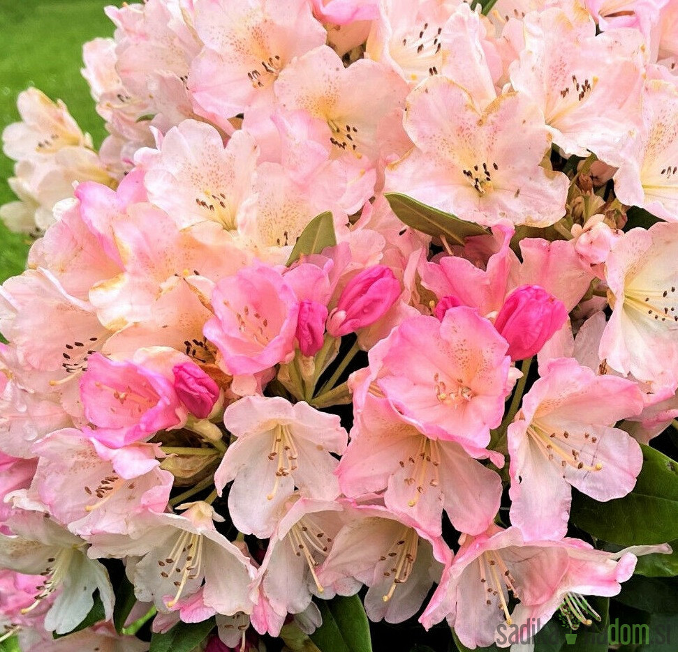 Rododendron Percey Wiseman (Rhododendron hybridium)