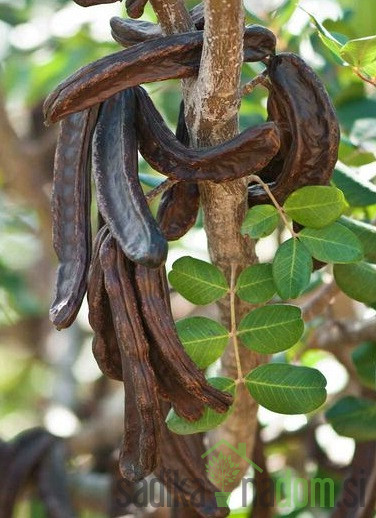 Rožičevec ( ceratonia siliqua carrubo)