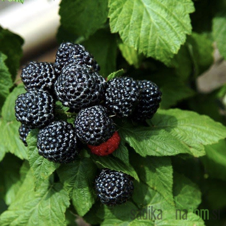 Malina Black Jewel - črna malina