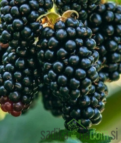 Robida Dirksen - BREZ TRNOV