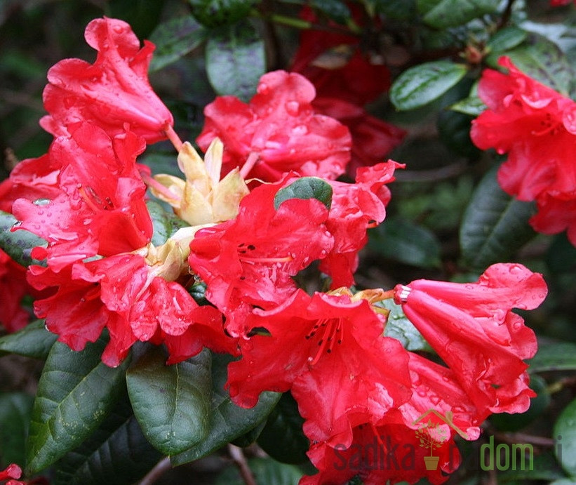 Rododendron Scarlet Wonder - PRITLIKAV
