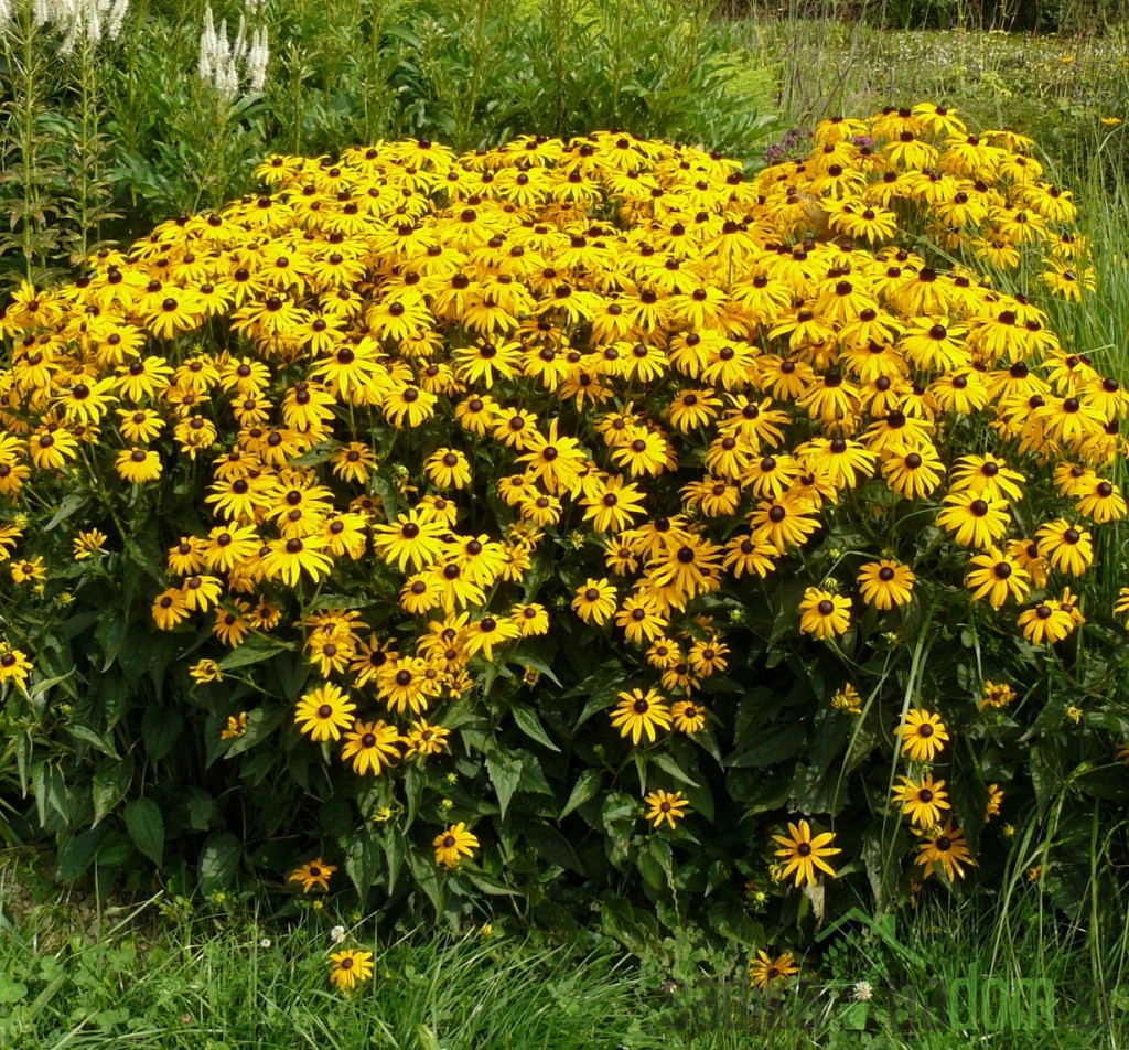 Rudbeckia fulgida Goldstrum