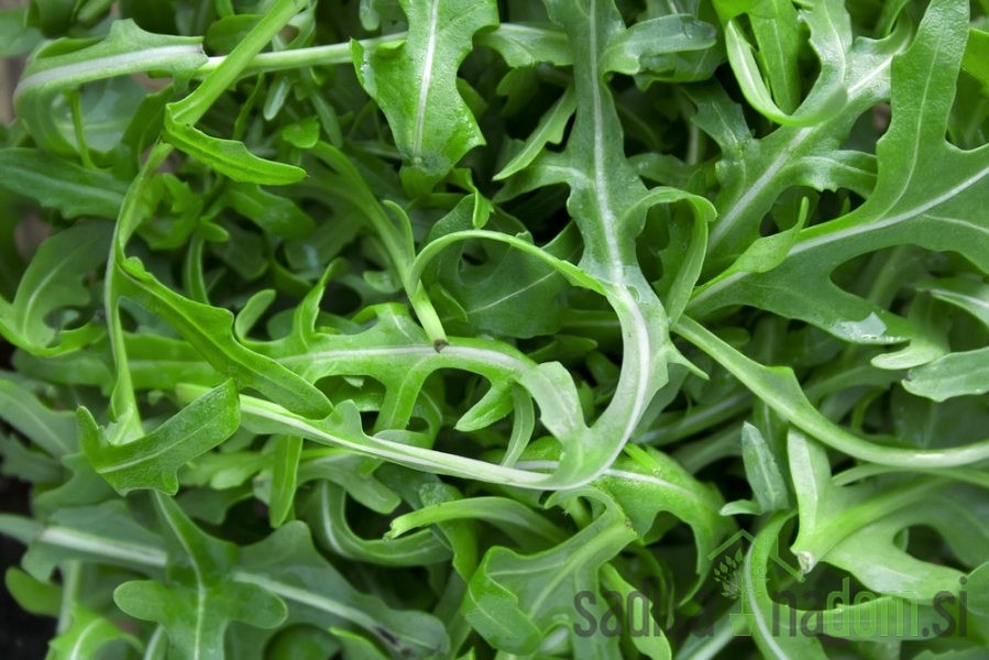 Seme BIO Rukola A1070