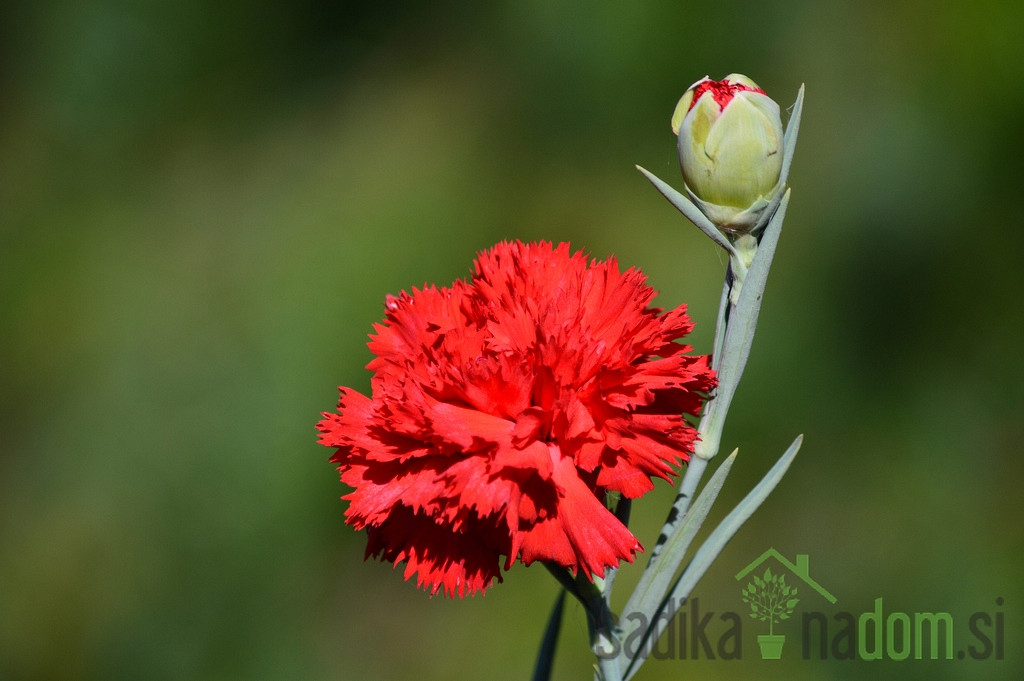 Seme Šabojev nageljček - rdeč A3225-2