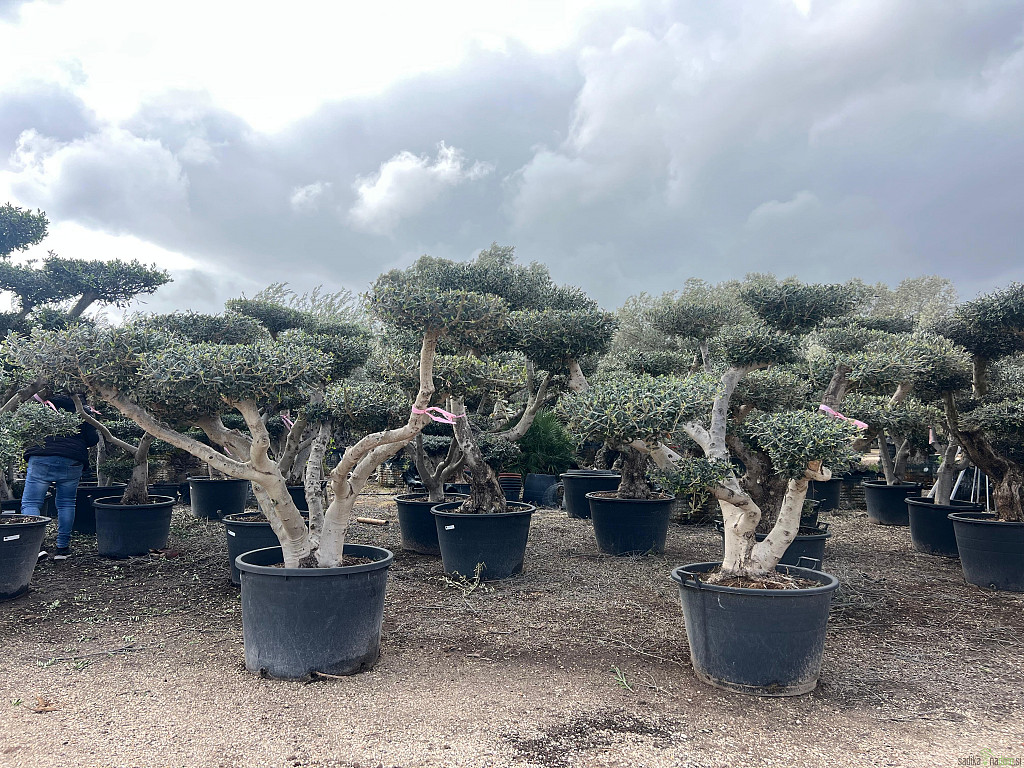 Stoletna oljka (100-120 let) bonsai pom pom