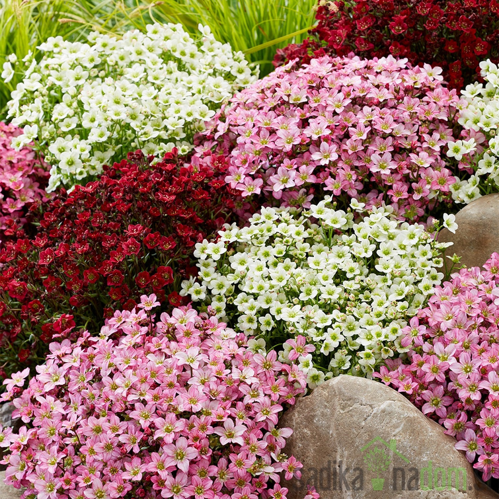 Mahovni kamnokreč (Saxifraga)