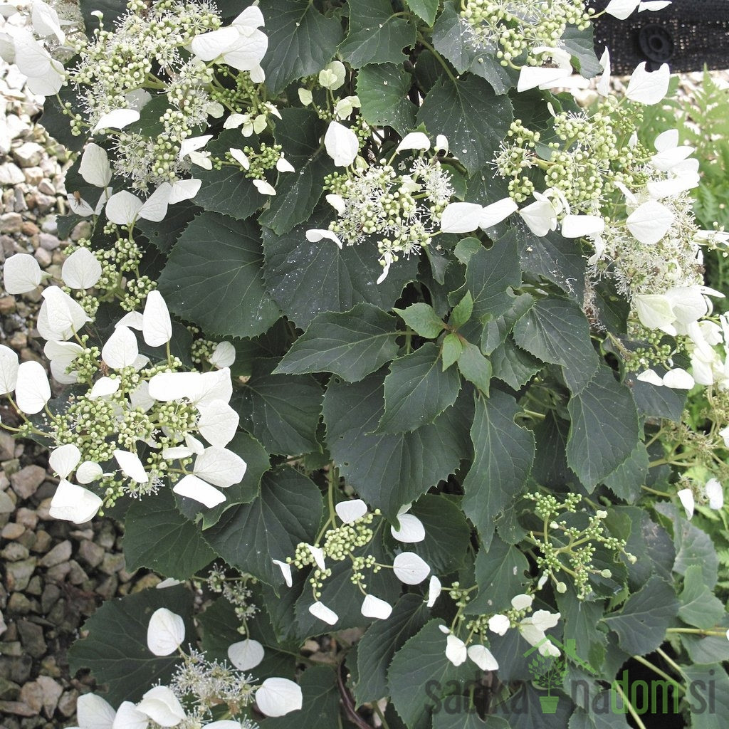 Japonska hidrangeja Moonlight (Schizophragma hydrangeoides)