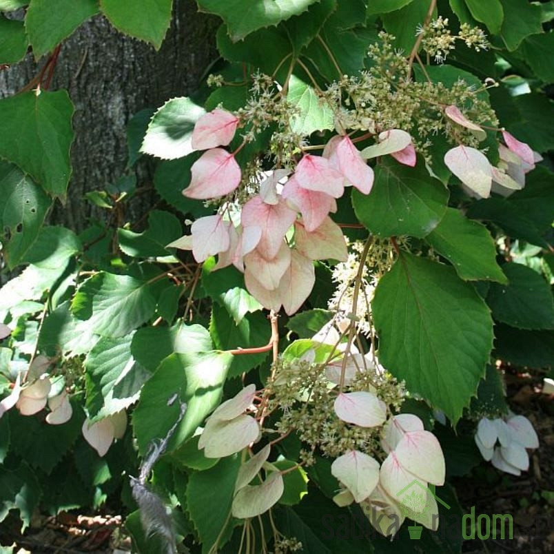 Japonska hidrangeja Roseum (Schizophragma hydrangeoides)