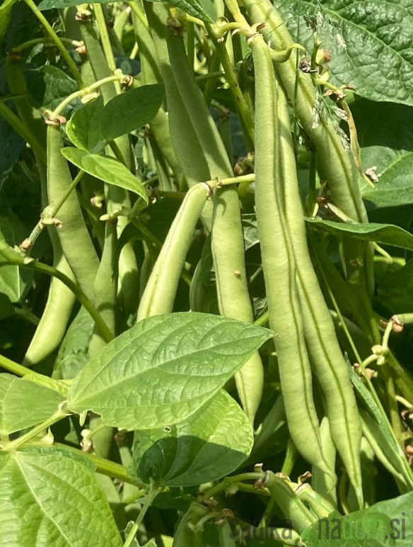 Seme Nizek fižol Bean Maxi