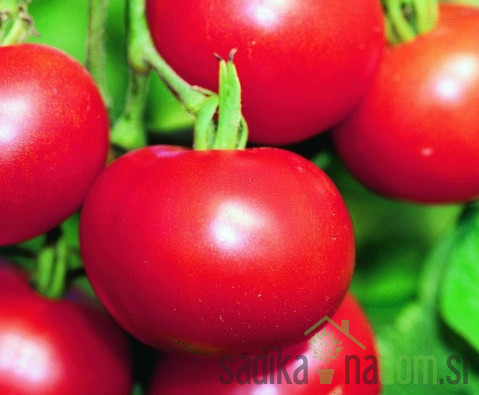Seme Paradižnik Matina