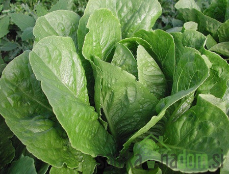 Seme Zelena solata Parris Island Cos