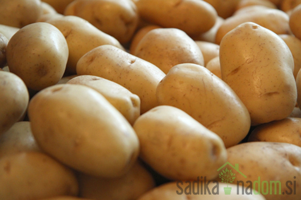 Semenski krompir Adora