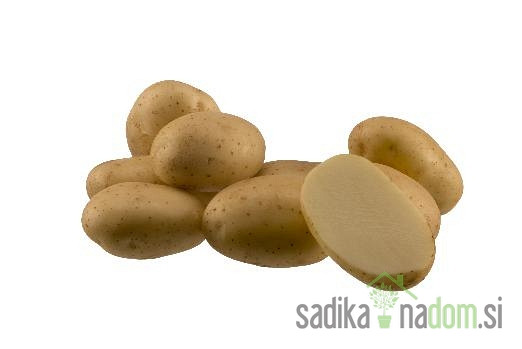 Semenski krompir Arrow