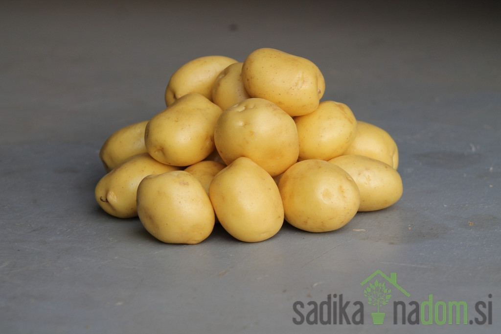 Semenski krompir Constance