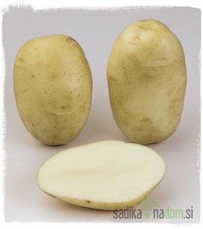 Semenski krompir Daifla