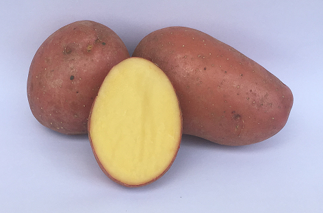 Semenski krompir Esmee- NADOMESTNA SORTA ZA BELLAROSO