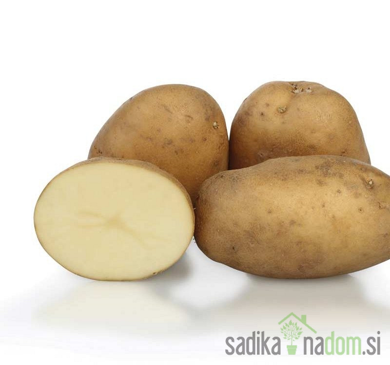 Semenski krompir KIS Krka