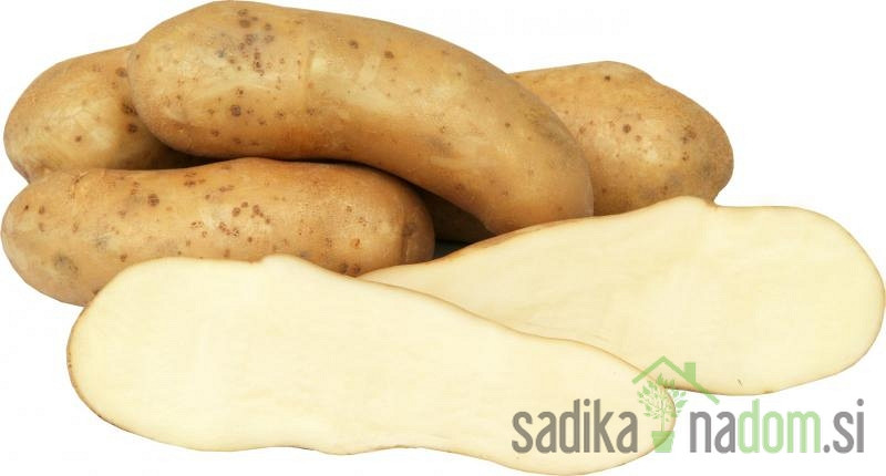 Semenski krompir Kresnik - KIFELČEK