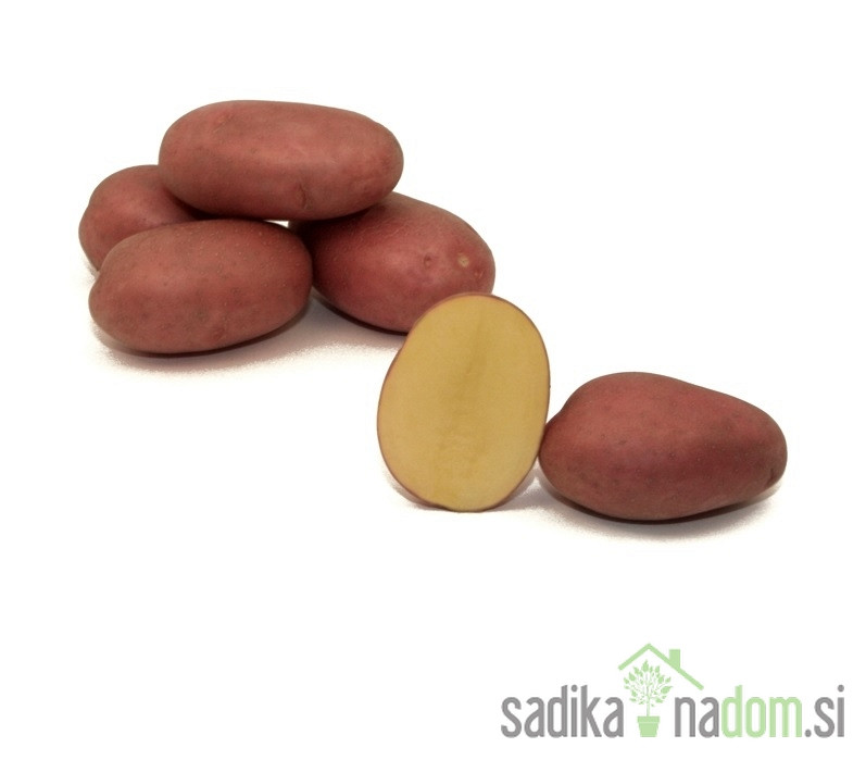 Semenski krompir Labella