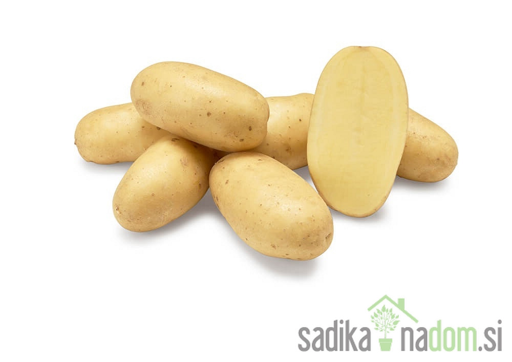 Semenski krompir Levante