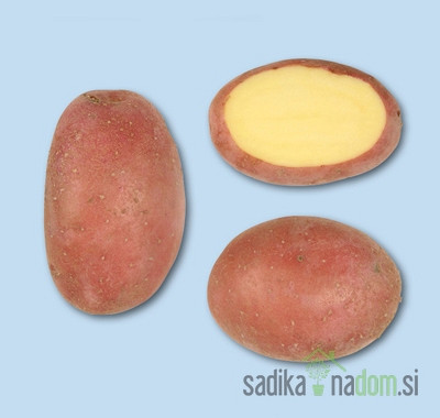 Semenski krompir Manitou