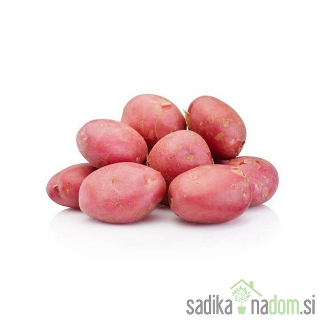 Semenski krompir Memphis - NADOMESTNA SORTA ZA DESIREE