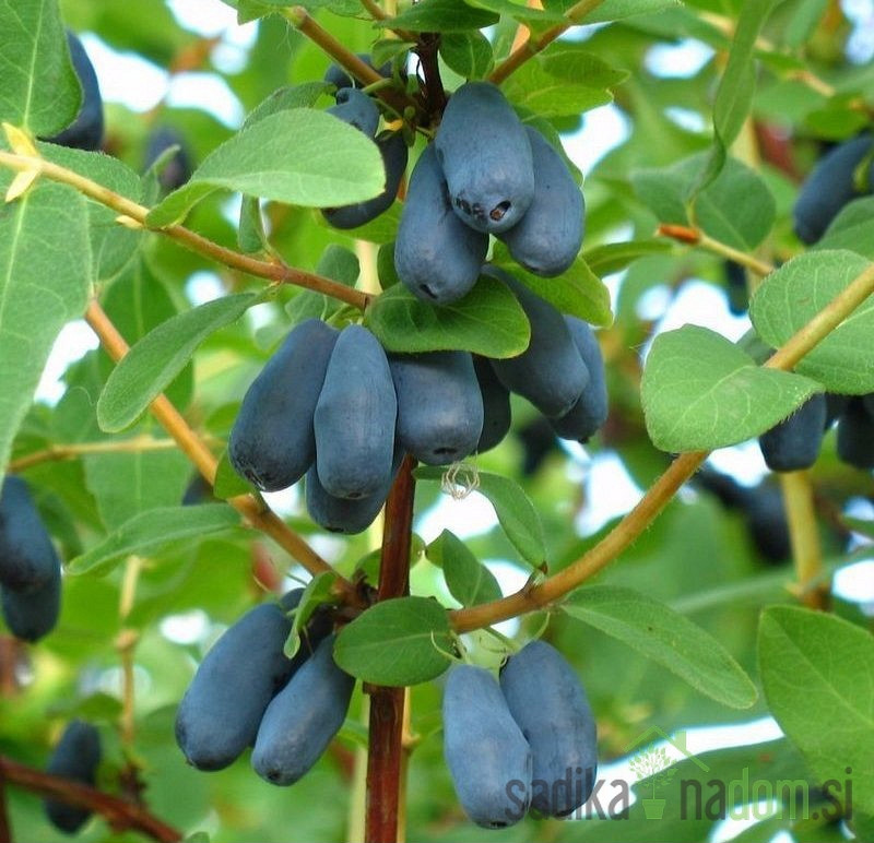 Sibirska borovnica Krupnoplodnaja