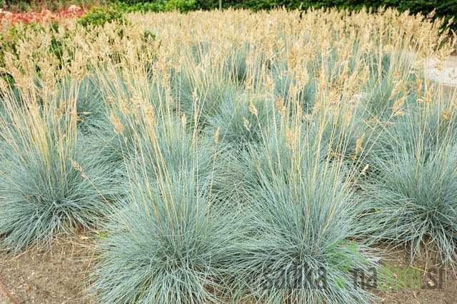 Sinjezelena bilnica (Festuca Glauca)