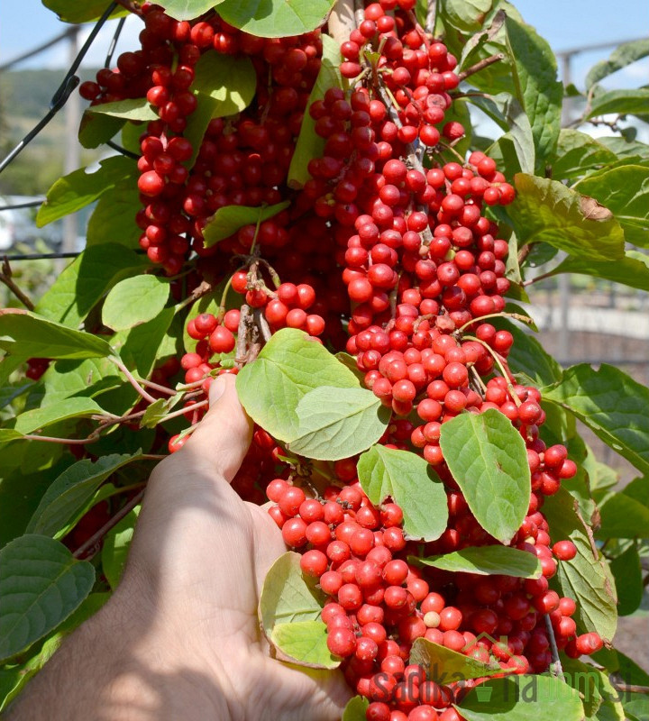 Šisandra Schisandra Sadova No1 - DEBELOPLODNA