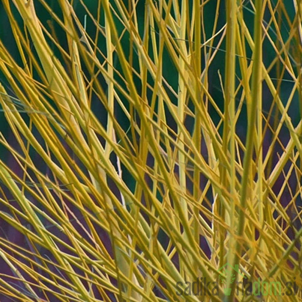 Dren sivi Flaviramea (Cornus sericea)