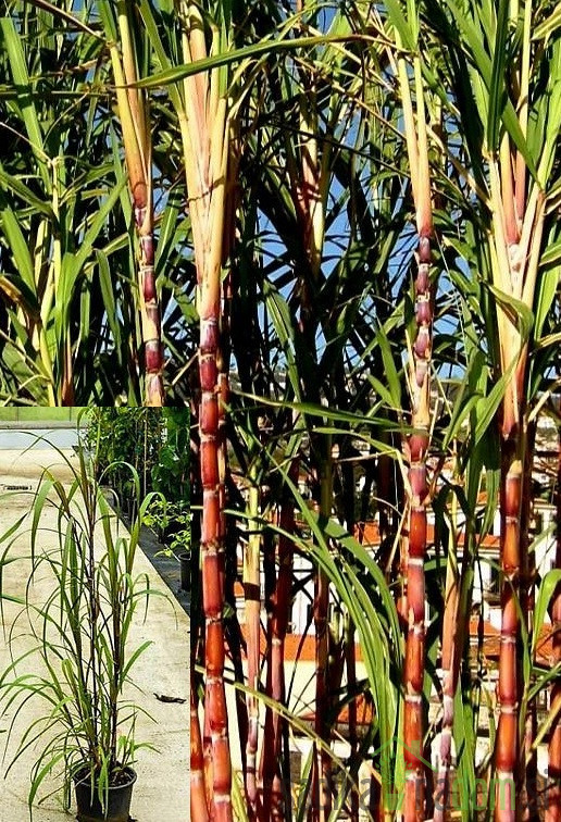 Sladkorni trs (canna da zuccero)