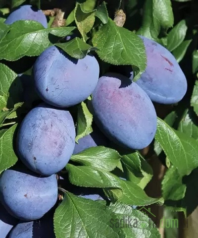 Sliva Joganta - ZELO DEBELI PLODOVI