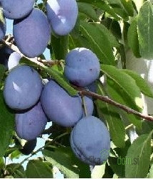 Sliva Domača Bistrica