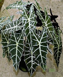 Slonovo uho - Alocasia Amazonica Polly