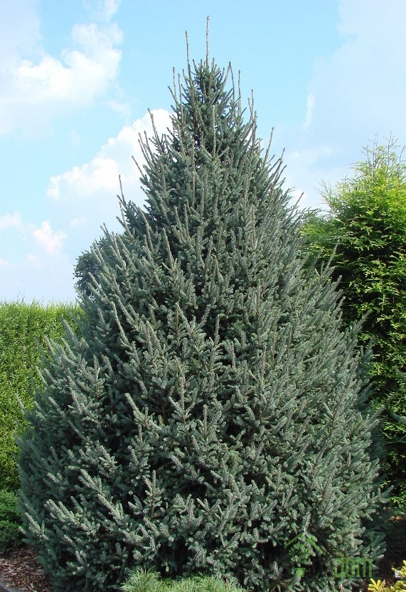 Picea Likiangensis var. balfouriana (Smreka)