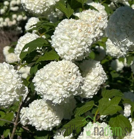 Snežna kepa/ Brogovita (Viburnum opolus)