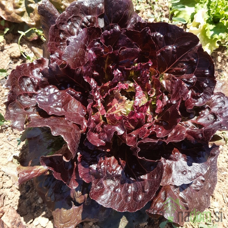 Solata krhkolistna Florinred