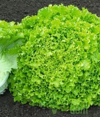Solata poletna Guidizel