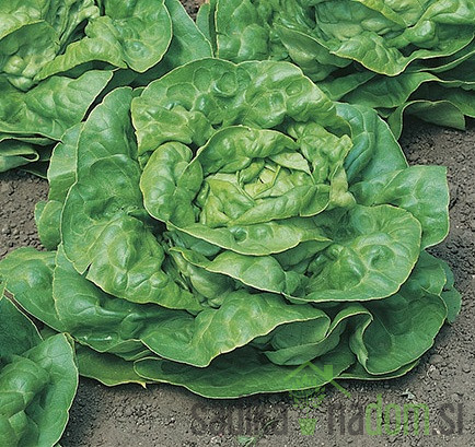 Seme Zelena solata Kagraner Sommer 2