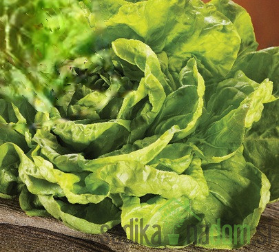 Seme solata Winterina 404